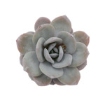 Echeveria lauii