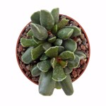 Adromischus cooperii