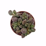 Adromischus marianiae 