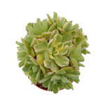 Aeonium castello-paivae variegata