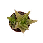 Aloe Haworthia Pentagona variegata
