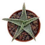 Aloe v5.5 cm