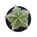 Astrophytum myriostigma cv. Fukuryu