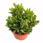 Crassula ovata 