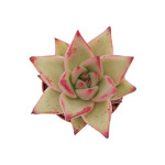 Echeveria Agavoides 