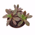Echeveria fimbriata