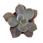 Echeveria 