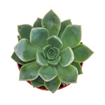 Echeveria romance