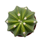 Echinopsis subdenuata f. variegata 02