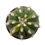 Echinopsis subdenuata f. variegata 05