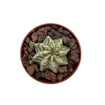 Euphorbia meloformis variegata