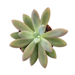Graptopetalum amethystinum x tolimanensis 