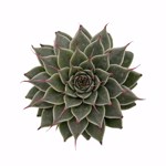 Graptoveria filiferum