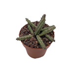 Huernia recondita hibrida