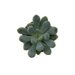 Pachyveria clavifolia