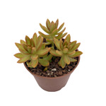Sedum Nussbaumerianum