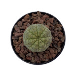 Euphorbia obesa variegata mutation