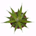 https://bo.cactijardins.com/FileUploads/as-nossas-plantas/agave/cactijardins_agave_filifera_ref799_thumb.jpg