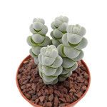 https://bo.cactijardins.com/FileUploads/as-nossas-plantas/crassula/cactijardins_crassula_plegmatoides_ref238_2_thumb.jpg