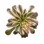 https://bo.cactijardins.com/FileUploads/produtos/as-nossas-plantas/aeonium/cactijardins_aeonium_arboreum_albovariegatum_ref2063_2_thumb.jpg