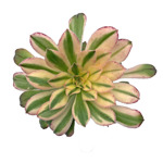 https://bo.cactijardins.com/FileUploads/produtos/as-nossas-plantas/aeonium/cactijardins_aeonium_arboreum_albovariegatum_ref2063_thumb.jpg