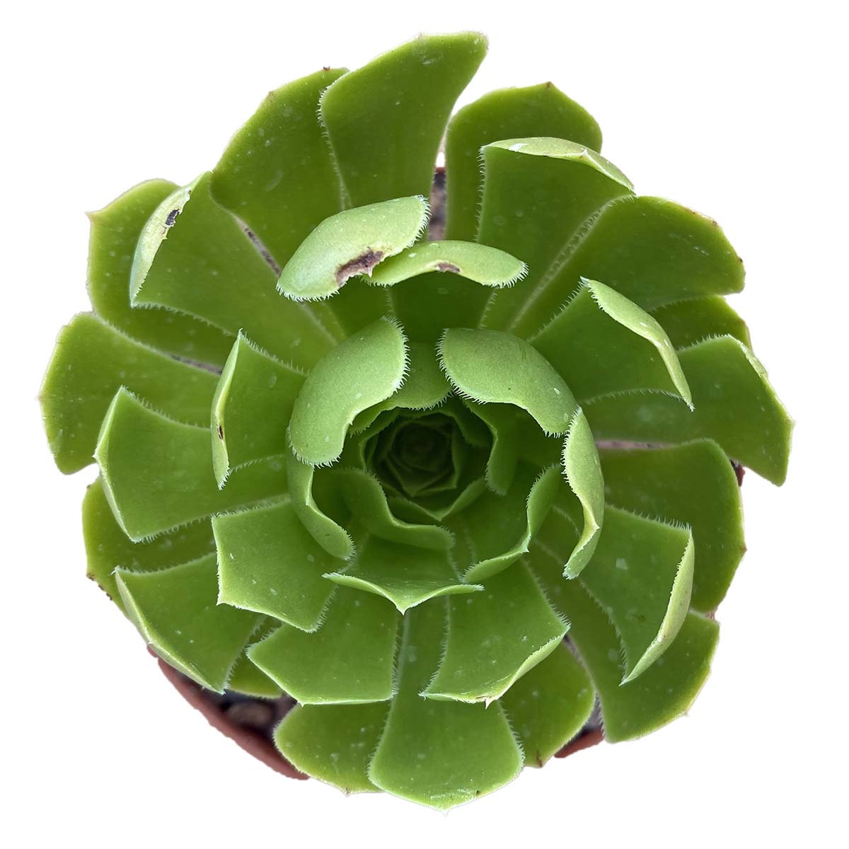 https://bo.cactijardins.com/FileUploads/produtos/as-nossas-plantas/aeonium/cactijardins_aeonium_arboreum_schwartzkopf_revertido_ref3760.jpg