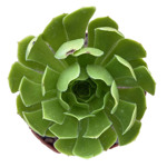 https://bo.cactijardins.com/FileUploads/produtos/as-nossas-plantas/aeonium/cactijardins_aeonium_arboreum_schwartzkopf_revertido_ref3760_thumb.jpg
