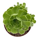 https://bo.cactijardins.com/FileUploads/produtos/as-nossas-plantas/aeonium/cactijardins_aeonium_arboreum_schwartzkopf_revertido_ref3764_thumb.jpg