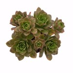 https://bo.cactijardins.com/FileUploads/produtos/as-nossas-plantas/aeonium/cactijardins_aeonium_bronze_medal_ref3027_thumb.jpg