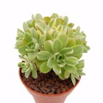 https://bo.cactijardins.com/FileUploads/produtos/as-nossas-plantas/aeonium/cactijardins_aeonium_castello_paivae_suncup_ref56_2_thumb.jpg