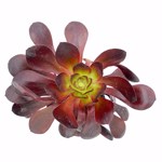 https://bo.cactijardins.com/FileUploads/produtos/as-nossas-plantas/aeonium/cactijardins_aeonium_cornish_rose_ref4011_thumb.jpg