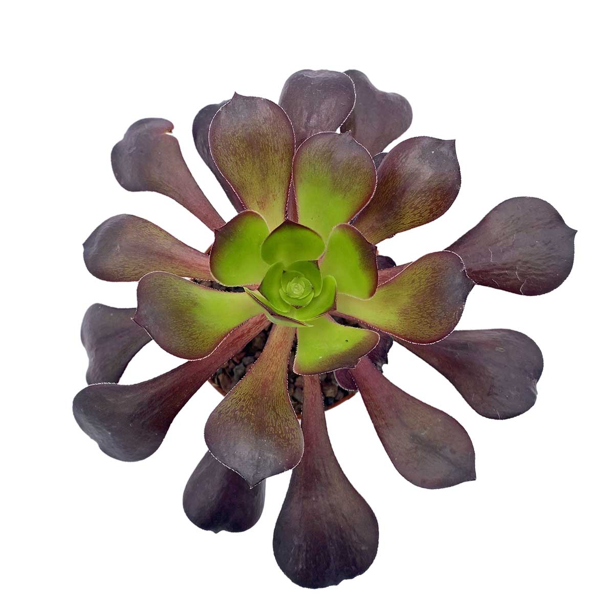 https://bo.cactijardins.com/FileUploads/produtos/as-nossas-plantas/aeonium/cactijardins_aeonium_deep_purple_ref3540.jpg