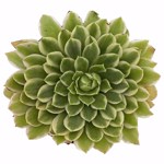 https://bo.cactijardins.com/FileUploads/produtos/as-nossas-plantas/aeonium/cactijardins_aeonium_emerald_ice_ref3757_thumb.jpg