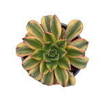 https://bo.cactijardins.com/FileUploads/produtos/as-nossas-plantas/aeonium/cactijardins_aeonium_floresens_ref1810_thumb.jpg