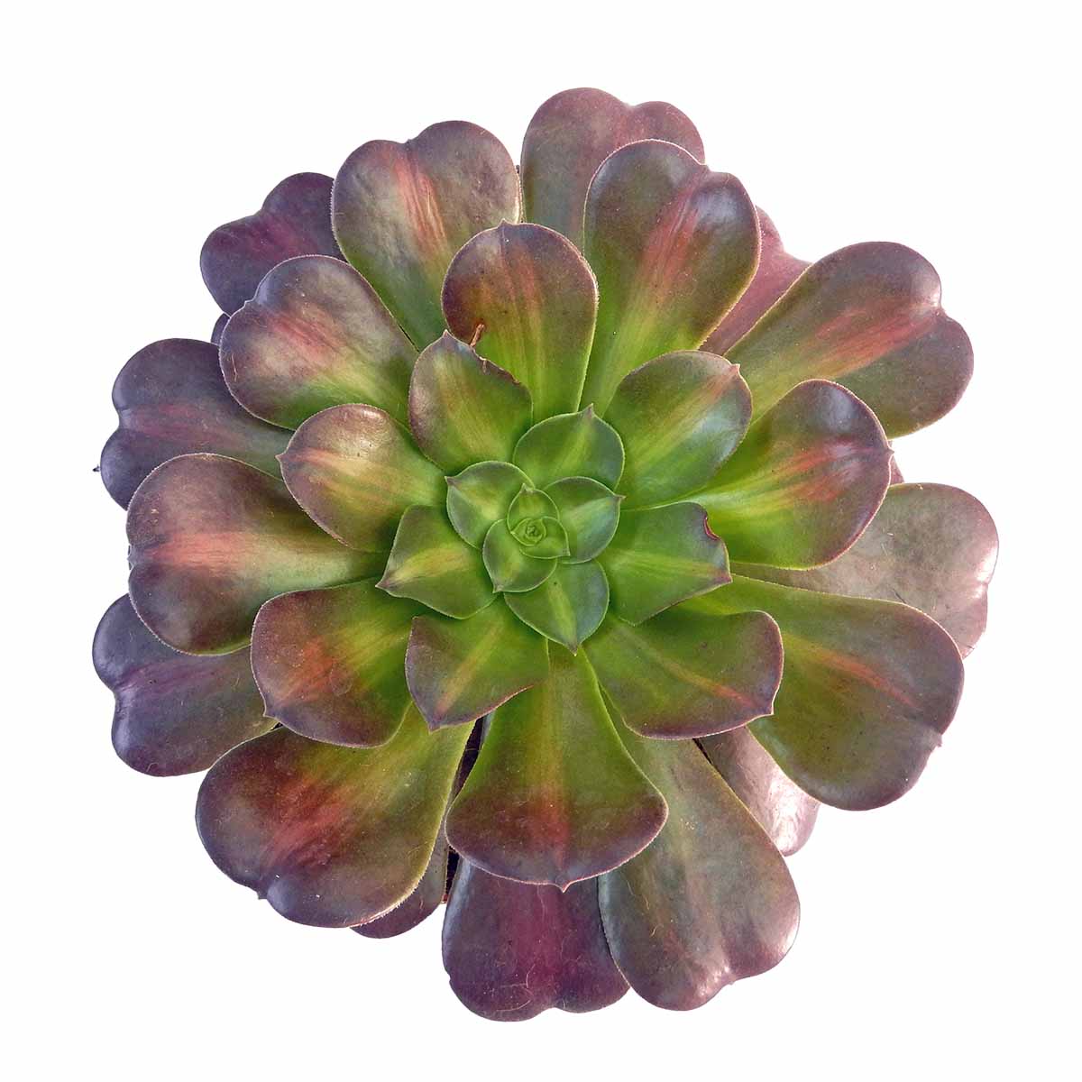 https://bo.cactijardins.com/FileUploads/produtos/as-nossas-plantas/aeonium/cactijardins_aeonium_kilimanjaro_ref4312.jpg