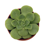 https://bo.cactijardins.com/FileUploads/produtos/as-nossas-plantas/aeonium/cactijardins_aeonium_lily_pad_ref2071_thumb.jpg