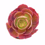 https://bo.cactijardins.com/FileUploads/produtos/as-nossas-plantas/aeonium/cactijardins_aeonium_madeira_rose_syn_halloween_ref3986_thumb.jpg
