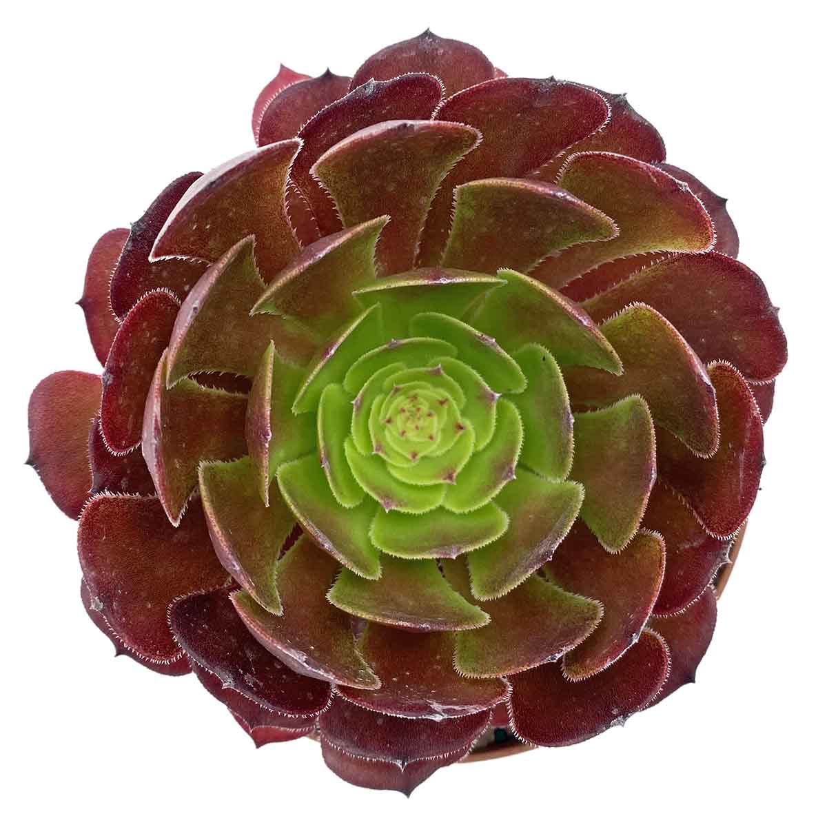 https://bo.cactijardins.com/FileUploads/produtos/as-nossas-plantas/aeonium/cactijardins_aeonium_morticia_ref3505.jpg