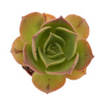 https://bo.cactijardins.com/FileUploads/produtos/as-nossas-plantas/aeonium/cactijardins_aeonium_nobile_ref913_thumb.jpg