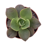 https://bo.cactijardins.com/FileUploads/produtos/as-nossas-plantas/aeonium/cactijardins_aeonium_nobile_thumb.jpg