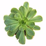 https://bo.cactijardins.com/FileUploads/produtos/as-nossas-plantas/aeonium/cactijardins_aeonium_orion_variegata_ref4311_thumb.jpg