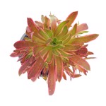Aeonium Phoenix Flame variegata