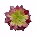 Aeonium 