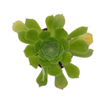 https://bo.cactijardins.com/FileUploads/produtos/as-nossas-plantas/aeonium/cactijardins_aeonium_pseudotabuliforme_ref3529_thumb.jpg