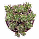 https://bo.cactijardins.com/FileUploads/produtos/as-nossas-plantas/aeonium/cactijardins_aeonium_sedifolium_ref3632_thumb.jpg