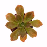 https://bo.cactijardins.com/FileUploads/produtos/as-nossas-plantas/aeonium/cactijardins_aeonium_smithii_ref937_thumb.jpg