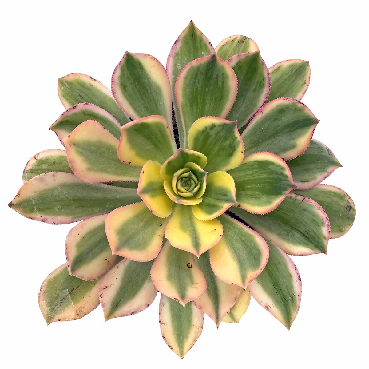 https://bo.cactijardins.com/FileUploads/produtos/as-nossas-plantas/aeonium/cactijardins_aeonium_sunburst_ref3064.jpg