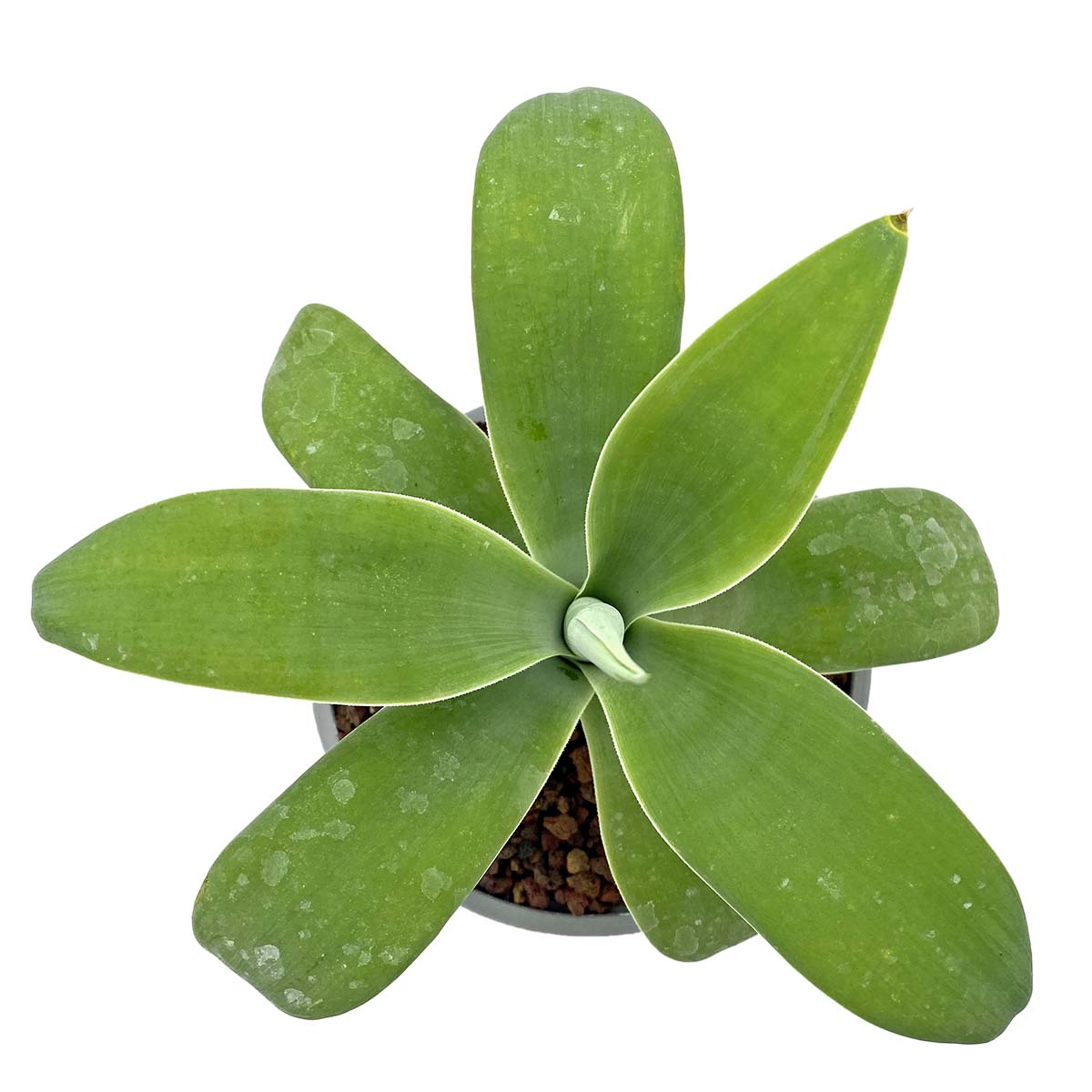 https://bo.cactijardins.com/FileUploads/produtos/as-nossas-plantas/agave/cactiardins_agave_attenuata_ref1146.jpg