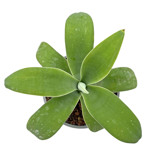 https://bo.cactijardins.com/FileUploads/produtos/as-nossas-plantas/agave/cactiardins_agave_attenuata_ref1146_thumb.jpg