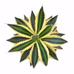 Agave lophantha 